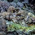 Papillose Flathead (Sunagocia carbunculus), photo taken in Indonesia, East Nusa Tenggara, West Manggarai Regency, Manta Point