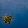 Green Sea Turtle (Chelonia mydas), photo taken in Indonesia, East Nusa Tenggara, West Manggarai Regency, Manta Point