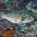 Blue-Spotted Puffer (Arothron caeruleopunctatus), photo taken in Indonesia, East Nusa Tenggara, West Manggarai Regency, Siaba Kecil