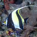 Moorish idol (Zanclus cornutus), photo taken in Indonesia, East Nusa Tenggara, West Manggarai Regency, Siaba Kecil