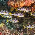 Lined Sweetlips (Plectorhinchus lineatus), photo taken in Indonesia, East Nusa Tenggara, West Manggarai Regency, Siaba Kecil