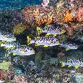Lined Sweetlips (Plectorhinchus lineatus), photo taken in Indonesia, East Nusa Tenggara, West Manggarai Regency, Siaba Kecil