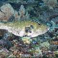 Blue-Spotted Puffer (Arothron caeruleopunctatus), photo taken in Indonesia, East Nusa Tenggara, West Manggarai Regency, Siaba Kecil