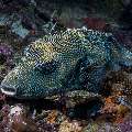 Blue-Spotted Puffer (Arothron caeruleopunctatus), photo taken in Indonesia, East Nusa Tenggara, West Manggarai Regency, Siaba Kecil