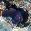 Day Octopus (Octopus cyanea), photo taken in Indonesia, East Nusa Tenggara, West Manggarai Regency, Siaba Kecil