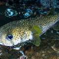 Spot-fin porcupinefish (Diodon hystrix), photo taken in Indonesia, East Nusa Tenggara, West Manggarai Regency, Siaba Kecil
