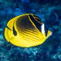 racoon Butterflyfish (Chaetodon lunula), photo taken in Indonesia, East Nusa Tenggara, West Manggarai Regency, Siaba Kecil