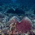Barrel Sponge, photo taken in Indonesia, East Nusa Tenggara, West Manggarai Regency, Siaba Kecil