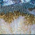 Sponge, photo taken in Indonesia, East Nusa Tenggara, West Manggarai Regency, Siaba Kecil