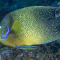 Semicircle Angelfish (Pomacanthus semicirculatus), photo taken in Indonesia, East Nusa Tenggara, West Manggarai Regency, Siaba Kecil