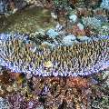 , photo taken in Indonesia, East Nusa Tenggara, West Manggarai Regency, Siaba Kecil