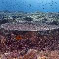 , photo taken in Indonesia, East Nusa Tenggara, West Manggarai Regency, Siaba Kecil