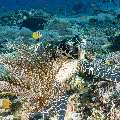 Hawksbill Sea Turtle (Eretmochelys imbricata), photo taken in Indonesia, East Nusa Tenggara, West Manggarai Regency, Siaba Kecil