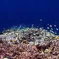 , photo taken in Indonesia, East Nusa Tenggara, West Manggarai Regency, Siaba Kecil