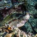 Green Sea Turtle (Chelonia mydas), photo taken in Indonesia, East Nusa Tenggara, West Manggarai Regency, Siaba Kecil