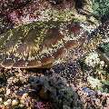 Green Sea Turtle (Chelonia mydas), photo taken in Indonesia, East Nusa Tenggara, West Manggarai Regency, Siaba Kecil