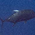 Giant trevally (Caranx ignobilis), photo taken in Indonesia, East Nusa Tenggara, West Manggarai Regency, Batu Bolong