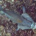 Napoleon Wrasse (Cheilinus undulatus), photo taken in Indonesia, East Nusa Tenggara, West Manggarai Regency, Batu Bolong