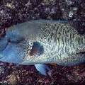 Napoleon Wrasse (Cheilinus undulatus), photo taken in Indonesia, East Nusa Tenggara, West Manggarai Regency, Batu Bolong