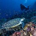 Hawksbill Sea Turtle (Eretmochelys imbricata), photo taken in Indonesia, East Nusa Tenggara, West Manggarai Regency, Batu Bolong