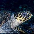 Hawksbill Sea Turtle (Eretmochelys imbricata), photo taken in Indonesia, East Nusa Tenggara, West Manggarai Regency, Batu Bolong