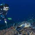 Hawksbill Sea Turtle (Eretmochelys imbricata), photo taken in Indonesia, East Nusa Tenggara, West Manggarai Regency, Batu Bolong