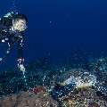 Hawksbill Sea Turtle (Eretmochelys imbricata), photo taken in Indonesia, East Nusa Tenggara, West Manggarai Regency, Batu Bolong