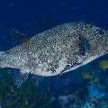 Map Puffer (Arothron mappa), photo taken in Indonesia, East Nusa Tenggara, West Manggarai Regency, Batu Bolong