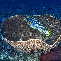 Lined Sweetlips (Plectorhinchus lineatus), photo taken in Indonesia, East Nusa Tenggara, West Manggarai Regency, Batu Bolong