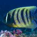 Sixbar Angelfish (Pomacanthus sexstriatus), photo taken in Indonesia, East Nusa Tenggara, West Manggarai Regency, Batu Bolong