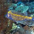 Whitespotted boxfish (Ostracion meleagris), photo taken in Indonesia, East Nusa Tenggara, West Manggarai Regency, Batu Bolong