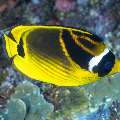 Raccoon butterflyfish (Chaetodon lunula), photo taken in Indonesia, East Nusa Tenggara, West Manggarai Regency, Batu Bolong