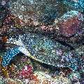 Hawksbill Sea Turtle (Eretmochelys imbricata), photo taken in Indonesia, East Nusa Tenggara, West Manggarai Regency, Batu Bolong