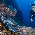Hawksbill Sea Turtle (Eretmochelys imbricata), photo taken in Indonesia, East Nusa Tenggara, West Manggarai Regency, Batu Bolong