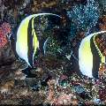 Moorish idol (Zanclus cornutus), photo taken in Indonesia, East Nusa Tenggara, West Manggarai Regency, Batu Bolong