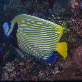 Emperor Angelfish (Pomacanthus imperator), photo taken in Indonesia, East Nusa Tenggara, West Manggarai Regency, Batu Bolong
