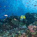 Emperor Angelfish (Pomacanthus imperator), photo taken in Indonesia, East Nusa Tenggara, West Manggarai Regency, Batu Bolong