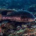 Giant Sweetlip (Plectorhunchus albovittatus), photo taken in Indonesia, East Nusa Tenggara, West Manggarai Regency, Batu Bolong
