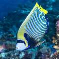 Emperor Angelfish (Pomacanthus imperator), photo taken in Indonesia, East Nusa Tenggara, West Manggarai Regency, Batu Bolong