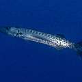 Great Barracuda (Sphyraena barracuda), photo taken in Indonesia, East Nusa Tenggara, West Manggarai Regency, Batu Bolong