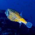Yellow Boxfish (Ostracion cubicus), photo taken in Indonesia, East Nusa Tenggara, West Manggarai Regency, Batu Bolong