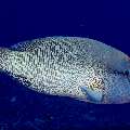Napoleon Wrasse (Cheilinus undulatus), photo taken in Indonesia, East Nusa Tenggara, West Manggarai Regency, Batu Bolong