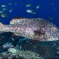 Giant Sweetlip (Plectorhunchus albovittatus), photo taken in Indonesia, East Nusa Tenggara, West Manggarai Regency, Batu Bolong