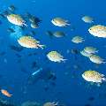 , photo taken in Indonesia, East Nusa Tenggara, West Manggarai Regency, Batu Bolong