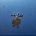 Hawksbill Sea Turtle (Eretmochelys imbricata), photo taken in Indonesia, East Nusa Tenggara, West Manggarai Regency, Batu Bolong