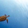 Hawksbill Sea Turtle (Eretmochelys imbricata), photo taken in Indonesia, East Nusa Tenggara, West Manggarai Regency, Batu Bolong