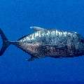 Giant trevally (Caranx ignobilis), photo taken in Indonesia, East Nusa Tenggara, West Manggarai Regency, Batu Bolong