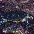 Hawksbill Sea Turtle (Eretmochelys imbricata), photo taken in Indonesia, East Nusa Tenggara, West Manggarai Regency, Batu Bolong