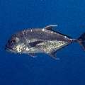 Giant trevally (Caranx ignobilis), photo taken in Indonesia, East Nusa Tenggara, West Manggarai Regency, Batu Bolong