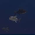 Giant trevally (Caranx ignobilis), photo taken in Indonesia, East Nusa Tenggara, West Manggarai Regency, Batu Bolong